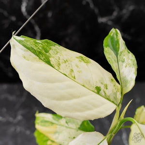Aglaonema modestum 'Spilt Milk' (wk42-L101)