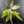 Aglaonema modestum 'Spilt Milk' (wk42-L101)