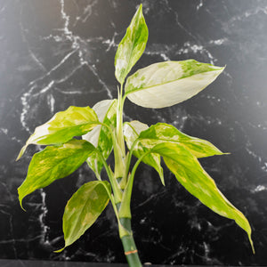Aglaonema modestum 'Spilt Milk' (wk42-L101)