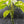 Aglaonema modestum 'Spilt Milk' (wk42-L101)