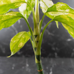 Aglaonema modestum 'Spilt Milk' (wk42-L101)