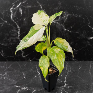 Aglaonema modestum 'Spilt Milk' (wk42-L101)