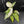 Aglaonema modestum 'Spilt Milk' (wk42-L101)