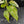 Aglaonema modestum 'Spilt Milk' (wk42-L101)