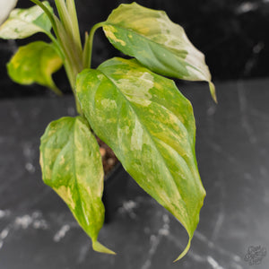 Aglaonema modestum 'Spilt Milk' (wk42-L101)