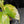 Aglaonema modestum 'Spilt Milk' (wk42-L101)