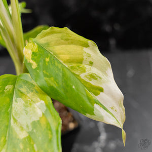 Aglaonema modestum 'Spilt Milk' (wk42-L101)