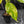 Aglaonema modestum 'Spilt Milk' (wk42-L101)