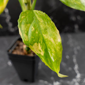 Aglaonema modestum 'Spilt Milk' (wk42-L101)