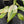Aglaonema modestum 'Spilt Milk' (wk42-L101)