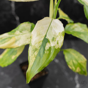 Aglaonema modestum 'Spilt Milk' (wk42-L101)