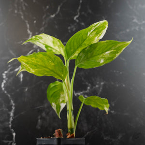 Aglaonema modestum 'Spilt Milk' (wk42-L371)