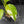 Aglaonema modestum 'Spilt Milk' (wk42-L371)