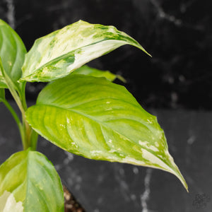 Aglaonema modestum 'Spilt Milk' (wk42-L371)