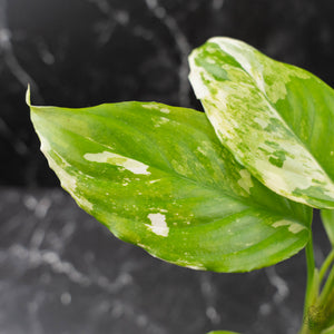 Aglaonema modestum 'Spilt Milk' (wk42-L371)