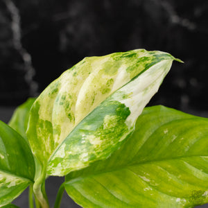 Aglaonema modestum 'Spilt Milk' (wk42-L371)