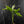 Aglaonema modestum 'Spilt Milk' (wk42-L372)