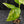 Aglaonema modestum 'Spilt Milk' (wk42-L372)