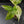 Aglaonema modestum 'Spilt Milk' (wk42-L372)