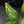 Aglaonema modestum 'Spilt Milk' (wk42-L372)