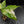 Aglaonema modestum 'Spilt Milk' (wk42-L372)