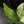 Aglaonema modestum 'Spilt Milk' (wk42-L372)