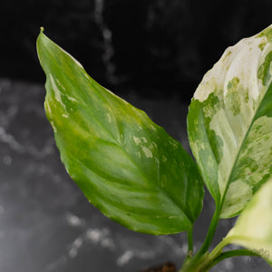 Aglaonema modestum 'Spilt Milk' (wk42-L372)