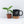 Aglaonema Pictum Tricolor *Grower's choice*