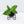 Aglaonema Pictum Tricolor *Grower's choice*