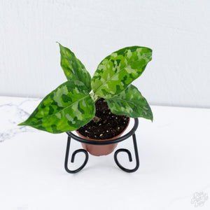 Aglaonema Pictum Tricolor *Grower's choice*