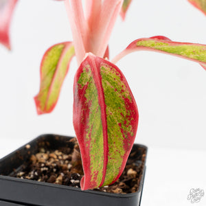 Aglaonema 'Siam Aurora' Variegated (wk26-E)