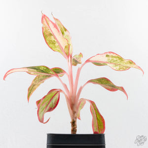 Aglaonema 'Siam Aurora' Variegated (wk26-E)