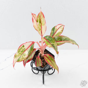 Aglaonema 'Siam Aurora' Variegated (wk26-E)
