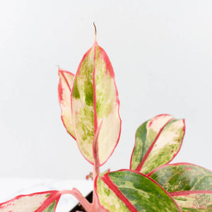 Aglaonema 'Siam Aurora' Variegated (wk26-E)