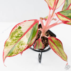 Aglaonema 'Siam Aurora' Variegated (wk26-E)