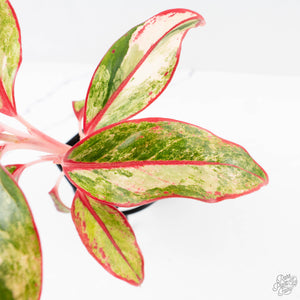 Aglaonema 'Siam Aurora' Variegated (wk26-E)