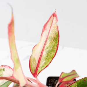 Aglaonema 'Siam Aurora' Variegated (wk26-E)