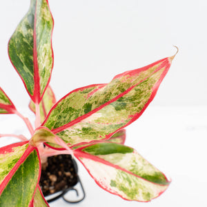 Aglaonema 'Siam Aurora' Variegated (wk34-L44)