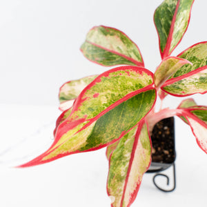 Aglaonema 'Siam Aurora' Variegated (wk34-L44)
