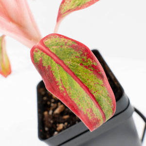 Aglaonema 'Siam Aurora' Variegated (wk34-L44)
