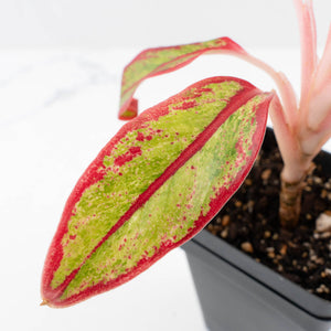 Aglaonema 'Siam Aurora' Variegated (wk34-L44)