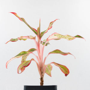 Aglaonema 'Siam Aurora' Variegated (wk34-L44)