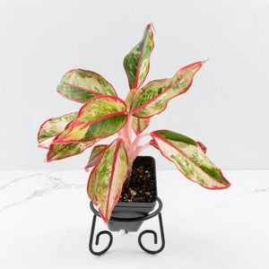 Aglaonema 'Siam Aurora' Variegated (wk34-L44)