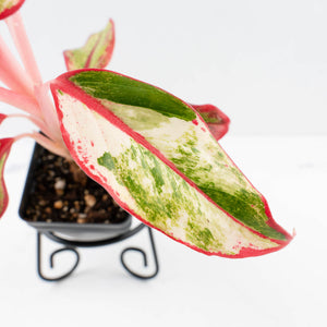 Aglaonema 'Siam Aurora' Variegated (wk34-L44)