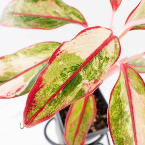 Aglaonema 'Siam Aurora' Variegated (wk34-L44)