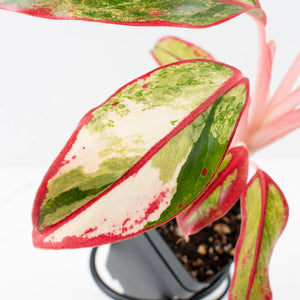 Aglaonema 'Siam Aurora' Variegated (wk34-L44)