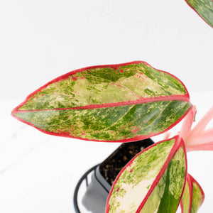 Aglaonema 'Siam Aurora' Variegated (wk34-L44)