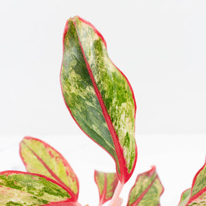 Aglaonema 'Siam Aurora' Variegated (wk34-L44)