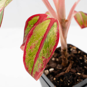 Aglaonema 'Siam Aurora' Variegated (wk41-L44)