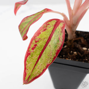 Aglaonema 'Siam Aurora' Variegated (wk41-L44)